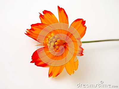 flower orange yellow nature closeup floral blossom Stock Photo