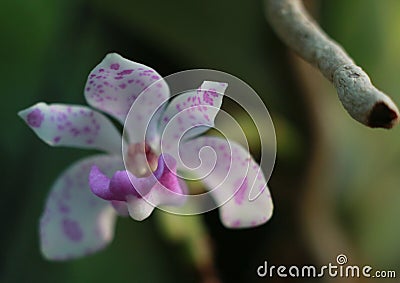 Flower orchid macro Stock Photo