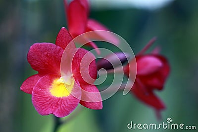 Flower orchid macro Stock Photo