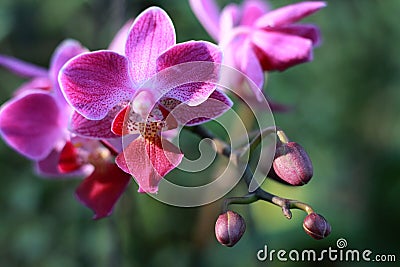 Flower orchid macro Stock Photo