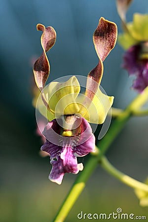 Flower orchid macro Stock Photo