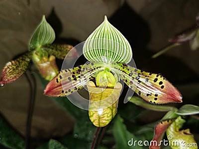 Flower of orchid Paphiopedilum venustum stck photo Stock Photo