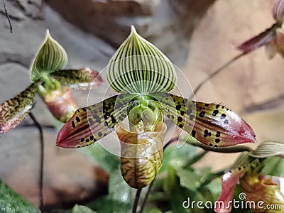 Flower of orchid Paphiopedilum venustum stck photo Stock Photo