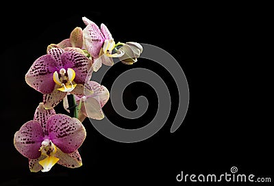 Flower Orchid Phalaenopsis Black Background/ Phalanx`s, Phalanxes, Fluency`s, Flounces, Flounce`s Stock Photo