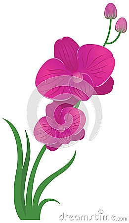 Flower orchid pink and purple color Vector Illustration