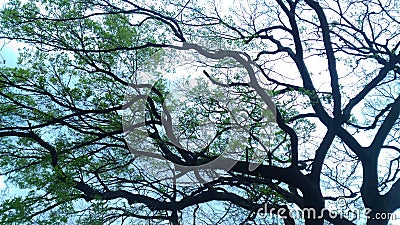Look up sky under a tree in Osaka Castle, Japan Stock Photo