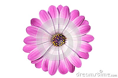 Flower of osteospermum Stock Photo