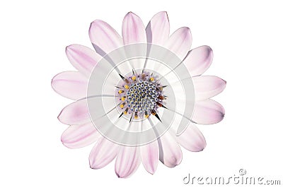 Flower of osteospermum Stock Photo