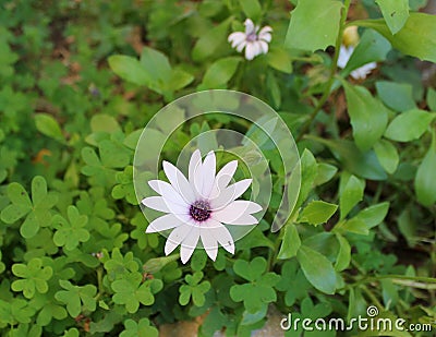 Flower osteospermum white daisy Stock Photo