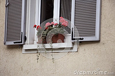 Flower on the window. Stock Photo