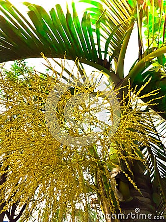 The flower of palm tree with sunflare effected Stock Photo