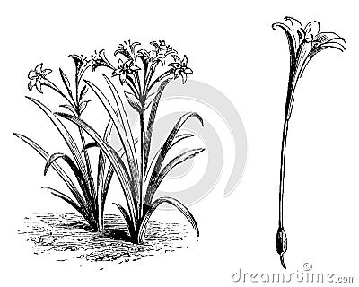 Flower, Pancratium, Maritimum, leaves, linear, evergreen, white vintage illustration Vector Illustration