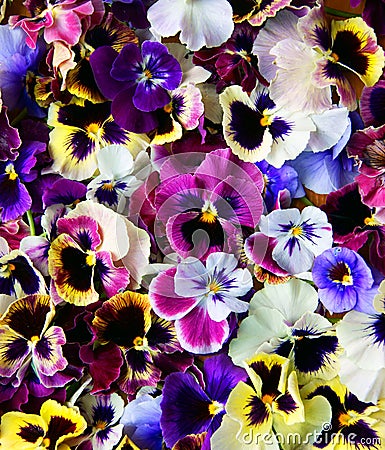 Flower Pansy Stock Photo