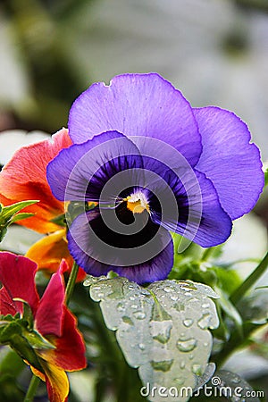 A flower of a pansy a three-color violet growing in the garden. The photo was taken immediately after the rain. Stock Photo