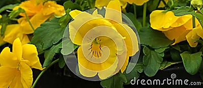 Flower, Pansy, Yellow, a wildflower of Europe turned garden flower Stock Photo
