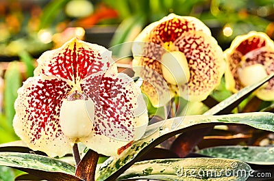 Flower Paphiopedilum. Stock Photo