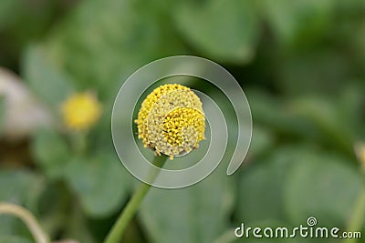 Flower of a parakress Acmella oleracea Stock Photo