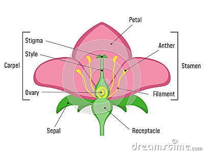 Flower Parts Diagram. Vector Illustration