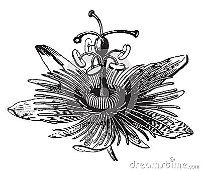 Flower, Passion, Passiflora, Passifloraceae, unique, floral, structures vintage illustration Vector Illustration