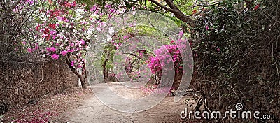 Flower path pink Stock Photo