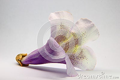 Flower of empress tree, paulownia tomentosa. Stock Photo