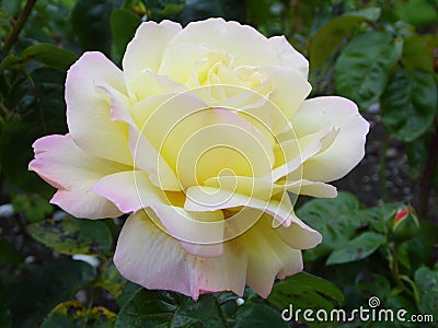 Flower - Peace Rose Stock Photo