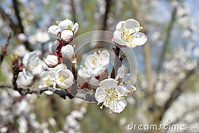 Flower on peach tree Stock Photo