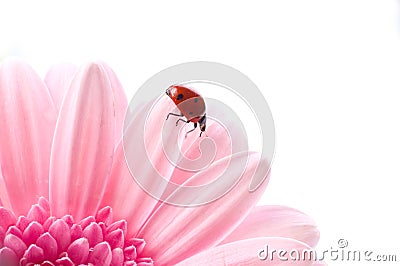 Flower petal with lady bug Stock Photo