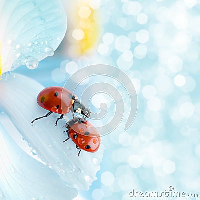 Flower petal with ladybug Stock Photo