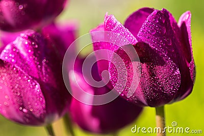 flower petal with water droplets macro, violet tulips Stock Photo