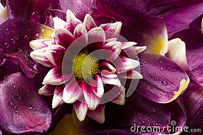 Flower on a petals Stock Photo