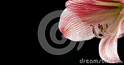 flower petals close up in the detail Stock Photo
