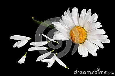 Flower petals and daisy Stock Photo