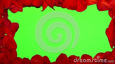 Flower Petals on Green Screen Stock Footage - Video of love, chroma: 60419024 Flower Petals on Green Screen Stock Footage - Video of love, chroma: 60419024