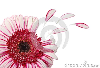 Flower with petals isolated Stock Photo
