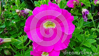 This is the flower of Petunia hybrida Stock Photo