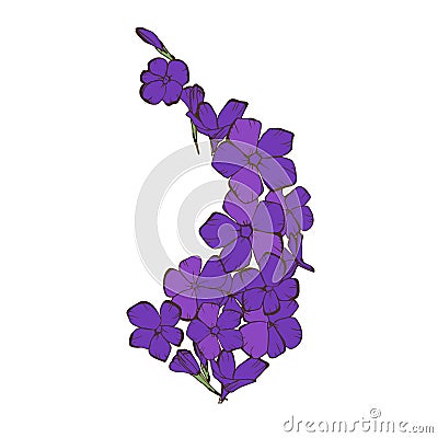 Flower phlox isolated on white background. Beautiful purple garden flower. Vector illustration Cartoon Illustration