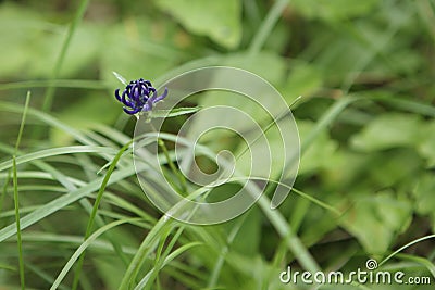 Flower Phyteuma Orbiculare in Natural Habitat Stock Photo