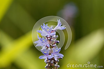 Flower of a pickerelweed, Pontederia cordata Stock Photo