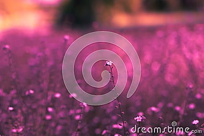 Flower pink background spring petal Stock Photo