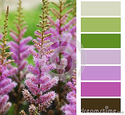 Flower pink color chart Stock Photo