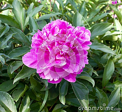 Flower pink dendritic peony Stock Photo