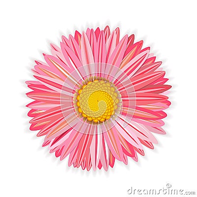 Flower pink gerbera Vector Illustration