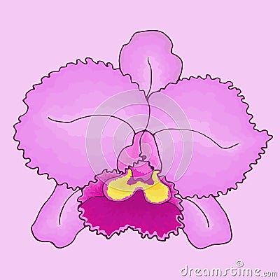 Flower pink orchid Cattleya close-up on isolated light pink background Vector Illustration