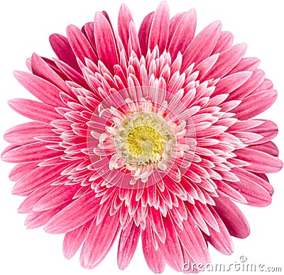Pink Pretty flower, close up, isolated on white Stock Photo