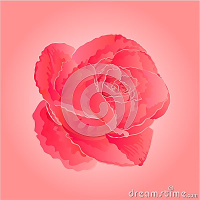 Flower pink rose vector Vector Illustration