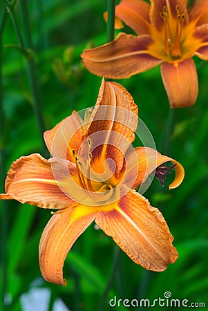 Flower and pistil of Hemerocalle orange on a green background Stock Photo