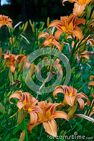 Flower and pistil of Hemerocalle orange on a green background Stock Photo
