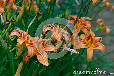 Flower and pistil of Hemerocalle orange on a green background Stock Photo