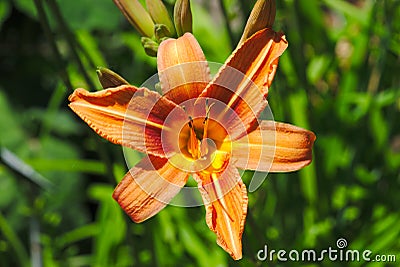 Orange Hemerocalle flower and pistil Stock Photo